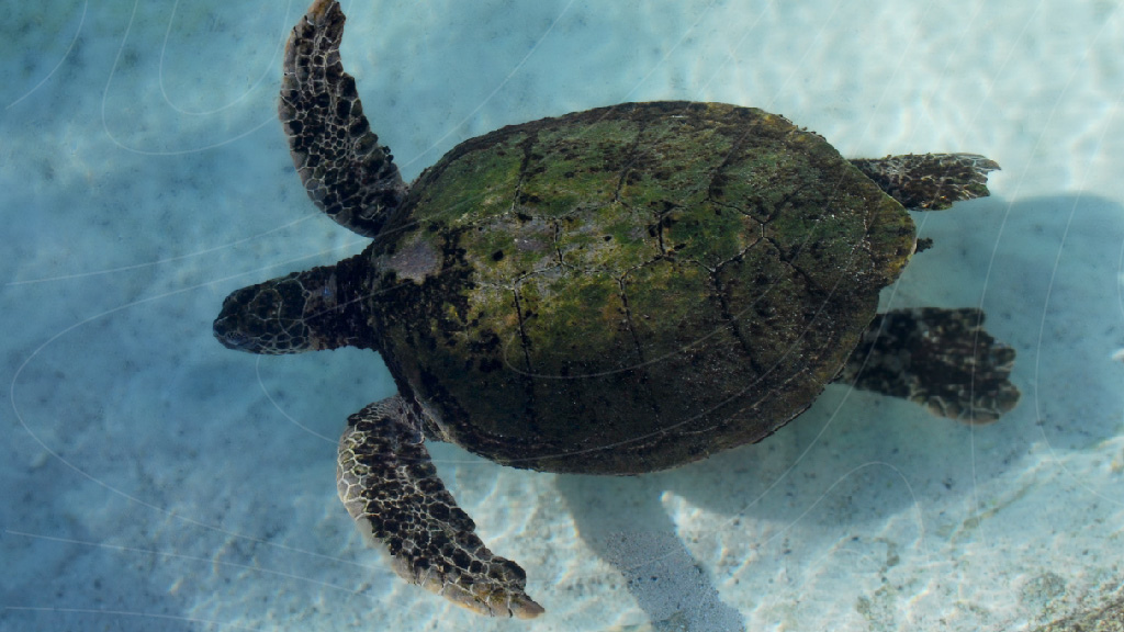 Sea turtle swimming